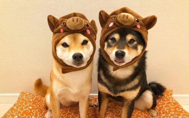 寵物結紮最佳時機 寵物結紮最佳時機