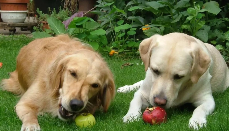 開心果對狗有害
