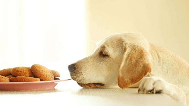 黄豆对狗的影響