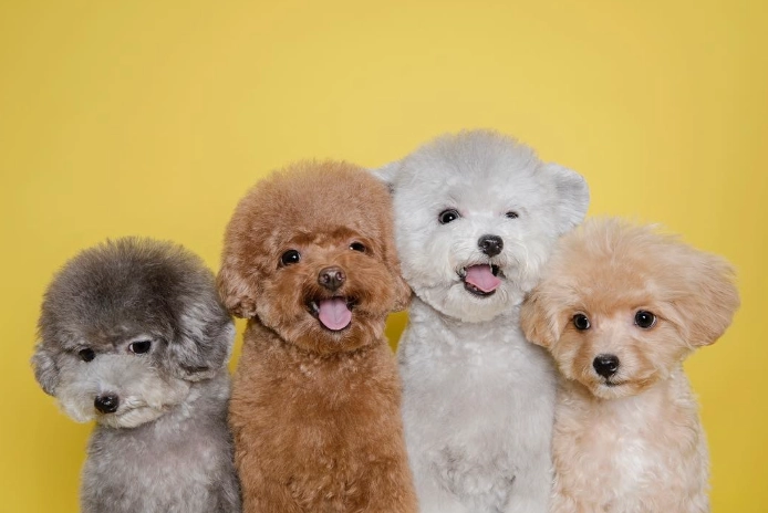 貴婦狗平均壽命