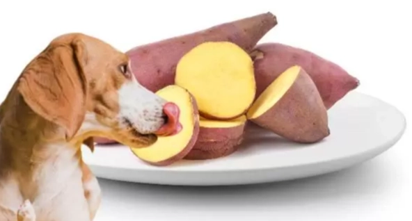 狗吃蕃薯好處 狗吃蕃薯好處
