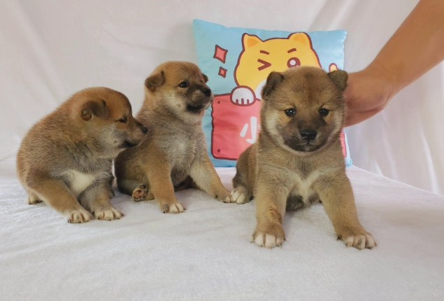 柴犬結紮最佳年齡 柴犬結紮最佳年齡