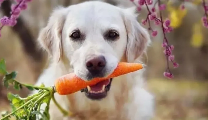 紅蘿蔔對狗有害嗎