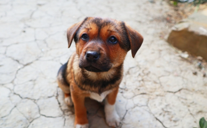 寵物臨終吠叫 寵物臨終吠叫