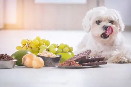 豆花對狗狗的影響