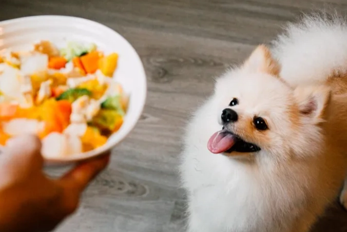 寵物鮮食推薦 寵物鮮食推薦