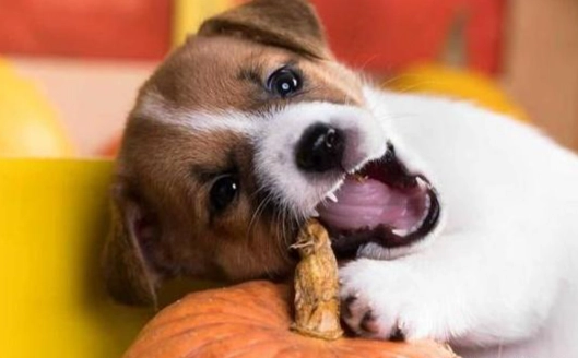 開心果對狗有害