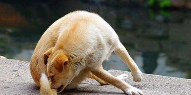 與狗狗建立關係