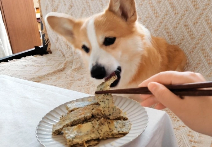 狗吃豆腐安全 狗吃豆腐安全