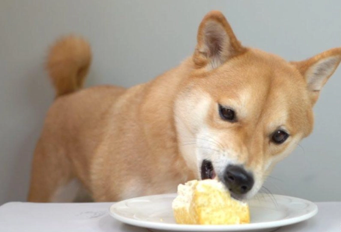 豆腐狗食製作 豆腐狗食製作