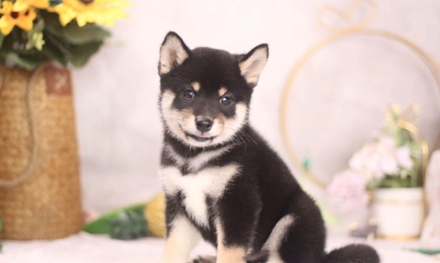 狗狗結紮年齡 狗狗結紮年齡