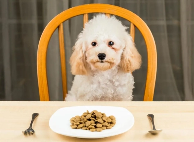 狗狗中藥補品 狗狗中藥補品