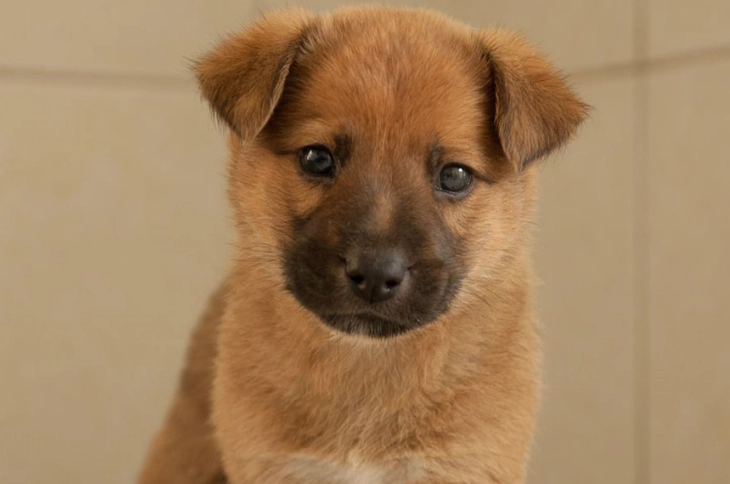 寵物臨終吠叫 寵物臨終吠叫