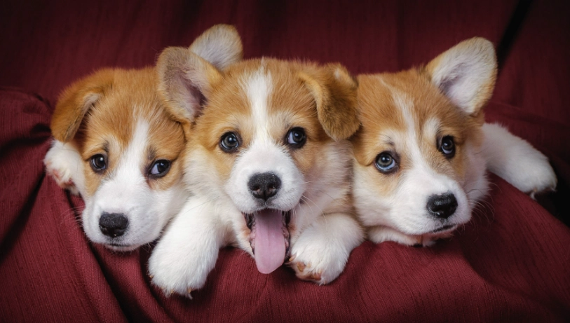 狗狗死前症狀 狗狗死前症狀