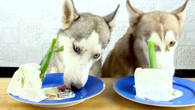 豆腐狗食製作 豆腐狗食製作