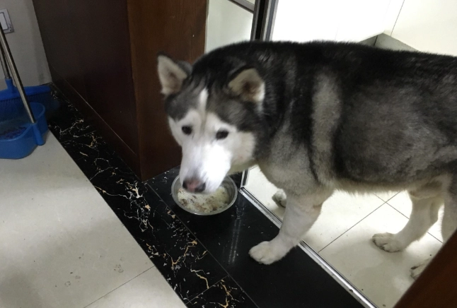 狗飲食安全 狗飲食安全