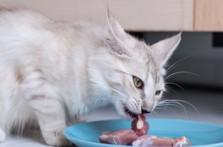 貓吃魷魚風險 貓吃魷魚風險