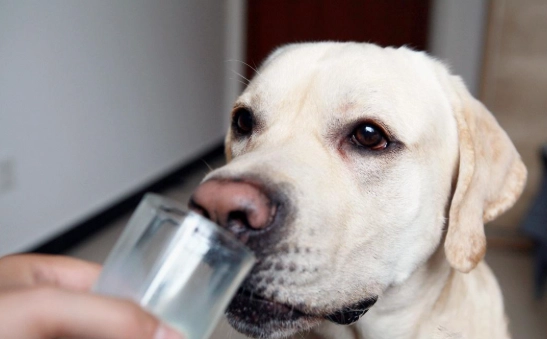 漂白水對狗狗的危害