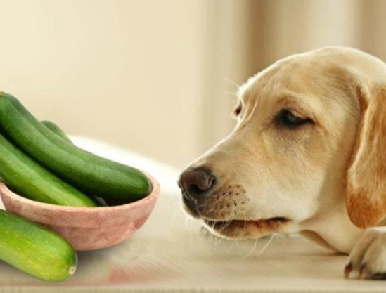 絲瓜對狗狗有害嗎