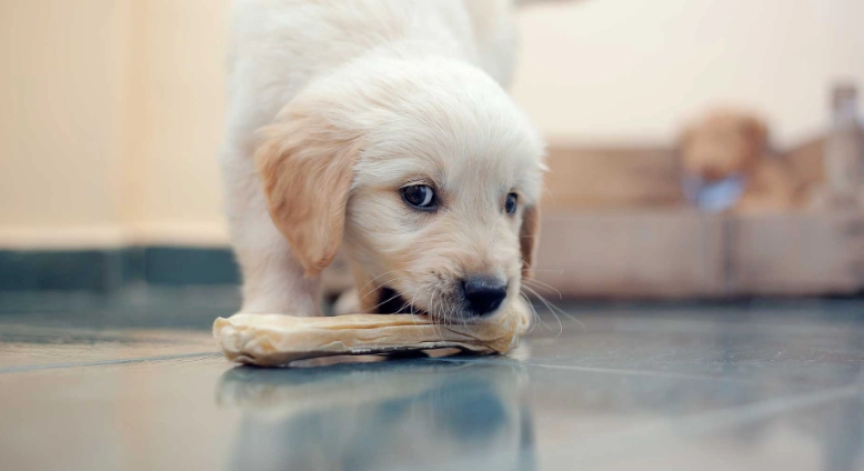 豆腐對狗狗好處 豆腐對狗狗好處