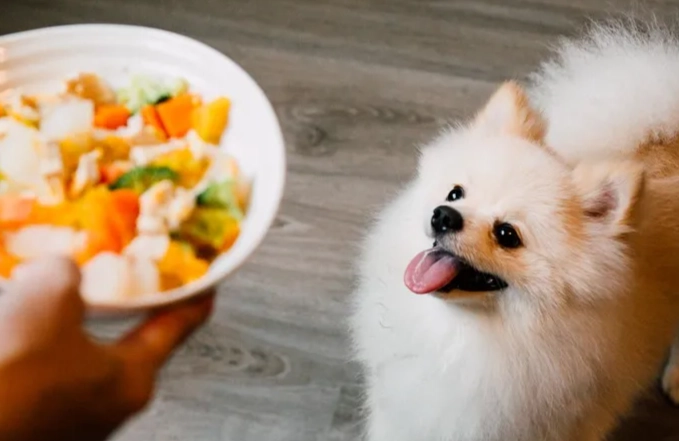 豆腐狗食製作 豆腐狗食製作