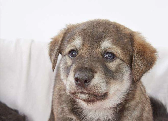 狗狗睾丸積水手術