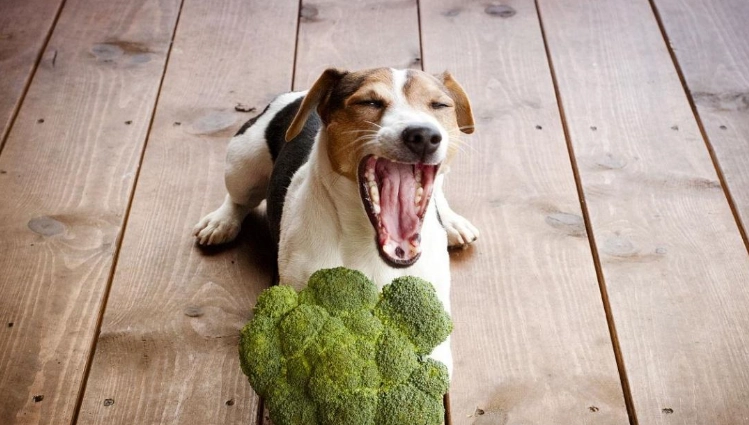 狗狗吃豆花安全嗎