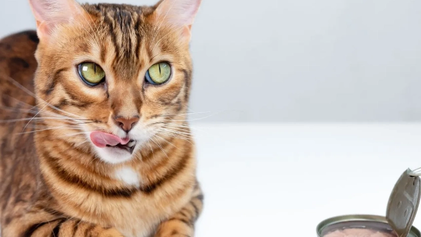 貓吃魷魚好處 貓吃魷魚好處