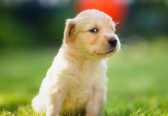 豆花對狗狗的影響