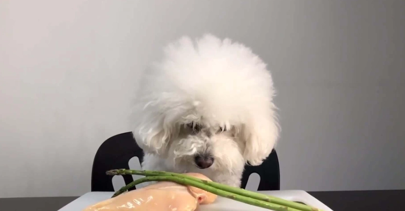 蝶豆花對狗有毒嗎