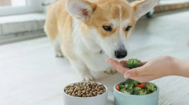 娃娃菜對狗狗的好處