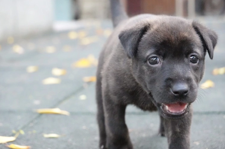 寵物營養不良症狀