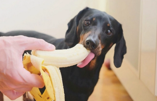 香蕉皮對狗的好處