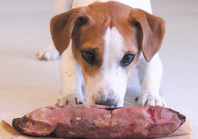蕃薯狗食份量 蕃薯狗食份量