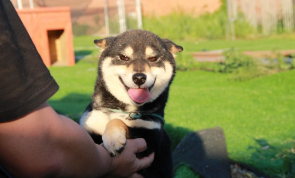 狗狗結紮年齡 狗狗結紮年齡