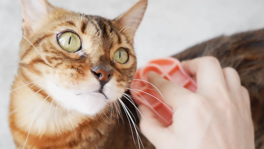 魷魚絲對狗有害