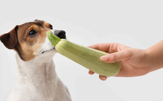 狗狗飲食安全蔬果