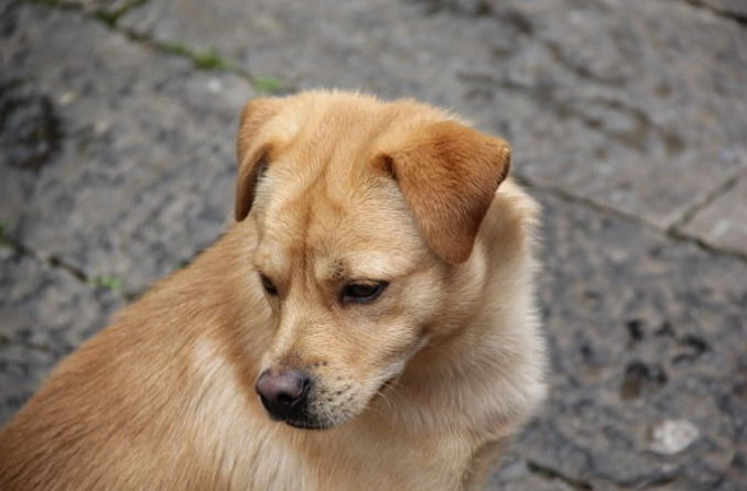 狗狗睾丸積水手術