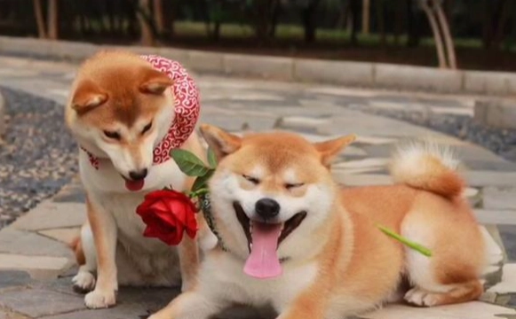 母狗結紮費用 母狗結紮費用