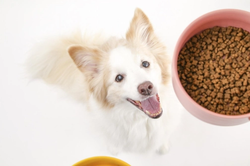 汪喵星球鮮食評價 汪喵星球鮮食評價