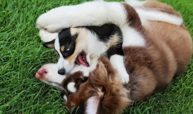 狗狗泌尿系統疾病