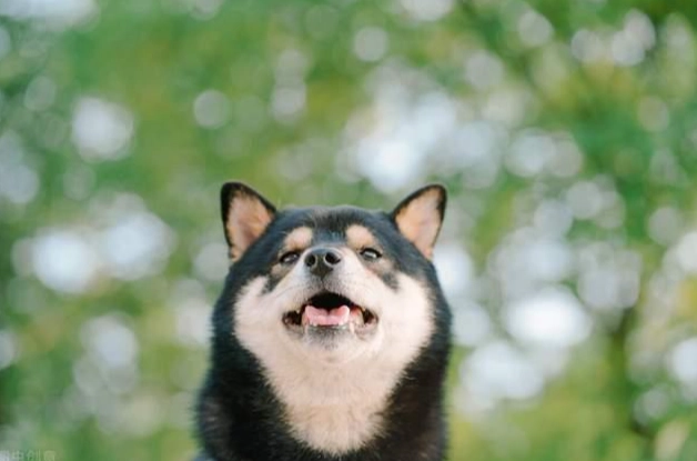 結紮對狗的好處