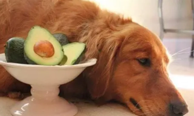 如何餵狗吃豆腐 如何餵狗吃豆腐