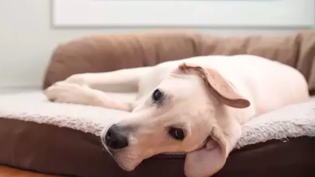 狗狗為什麼埋頭