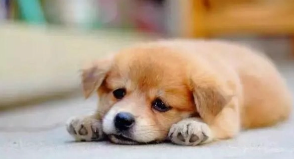 血尿狗狗吃什麼