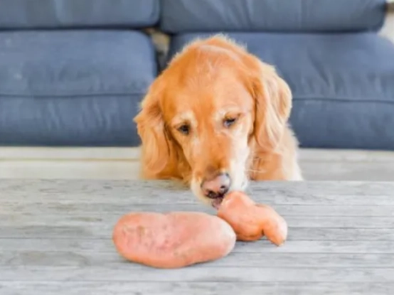 狗吃蕃薯好處 狗吃蕃薯好處