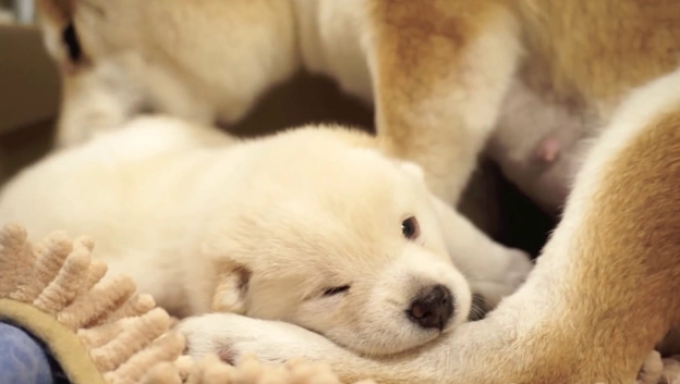 柴犬結紮最佳年齡 柴犬結紮最佳年齡