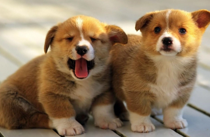 狗狗臨終前回應主人