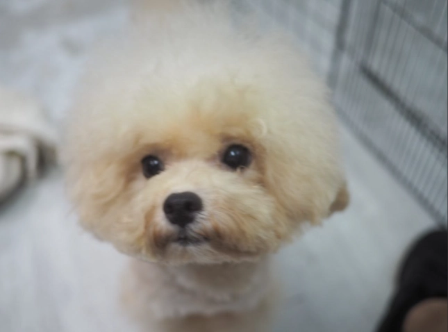 延長迷你貴婦狗壽命