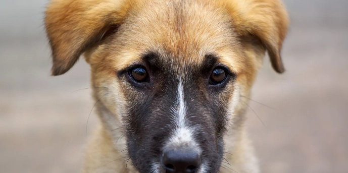 狗狗睾丸積水手術